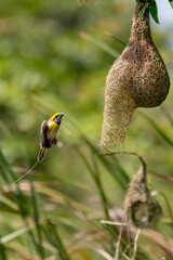 Baya weaver 