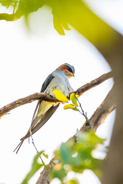 Crested treeswift