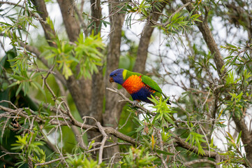 Rainbow lorikeet in a tree