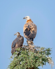 wild cinereous vulture and Eurasian griffon vulture or gyps fulvus and Aegypius monachus perch high on tree top basking sun during winter migration at desert national park jaisalmer rajasthan india