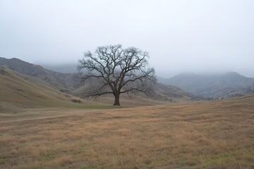 Obraz premium Ancient, leafless tree standing solitary in the distance, a symbol of resilience and time's passage.