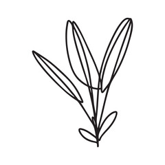 black and white flower isolated