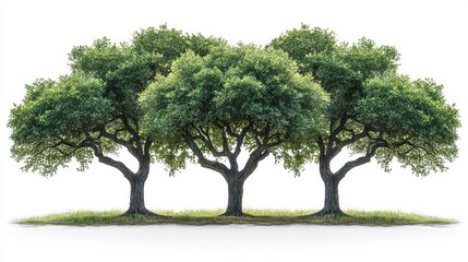 Fototapeta premium Three Majestic Trees on a White Background: A Symbol of Nature's Strength and Resilience