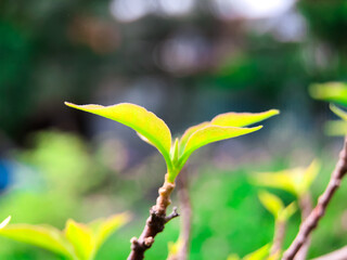 green leaves in spring