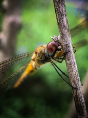 dragonfly on a branch