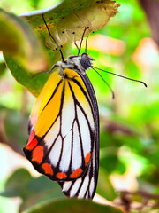 butterfly on a leaf