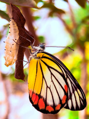 Butterflies and cocoons on branches