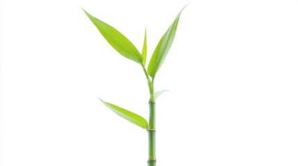 Fototapeta premium a lucky bamboo plant growing tall, with green leaves reaching upward.