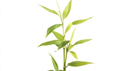 Fototapeta premium a lucky bamboo plant growing tall, with green leaves reaching upward.