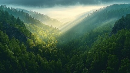 Obraz premium A dense forest covering steep mountain slopes, with sunlight breaking through the canopy and creating dappled patterns on the ground. The sky above is bright and clear.