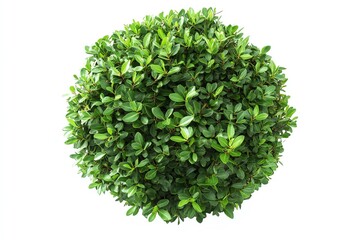 Naklejka premium A spherical arrangement of lush green leaves, resembling a decorative plant or shrub.