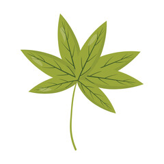 Green maple leaf illustration with detailed veins and a clean, natural design. Suitable for botanical projects, eco-friendly designs, and nature-themed decorations