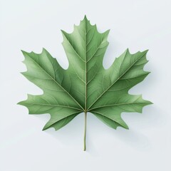 Vibrant green maple leaf natural setting botanical photography close-up view nature's beauty captured