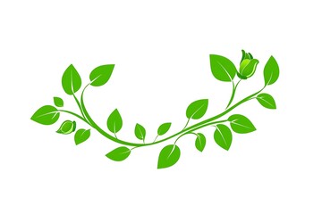 Obraz premium Lush Green Vine with Budding Rose, Elegant Floral Design Element