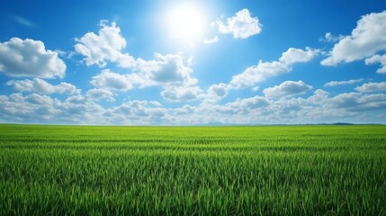 86.A picturesque rice paddy field with vibrant green rows extending into the horizon, neatly organized under a brilliant blue sky with soft white clouds and warm sunlight illuminating the scene.