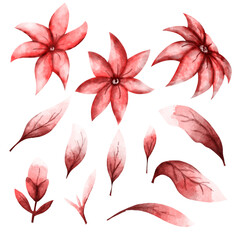 watercolor hand drawing of red flowers on white background