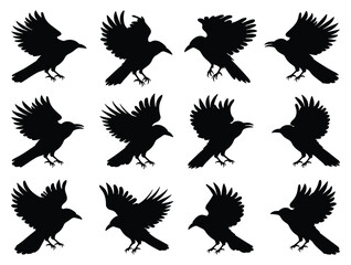 Silhouette of crows in flight and various positions vector illustration