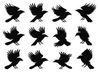 Silhouette of crows in flight and various positions vector illustration