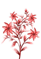 watercolor hand drawing of red flowers on a white background