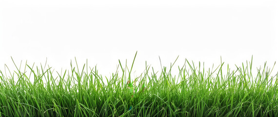 Fototapeta premium Fresh Green Grass Border on a White Background