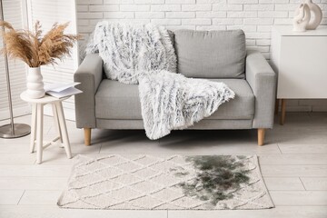 Black mold on carpet in living room