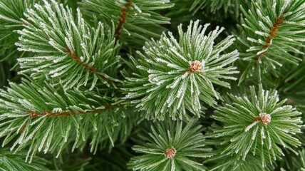 Close-up of Frosted Pine Tree Branches