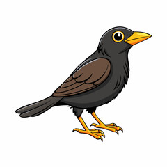 common blackbird isolated on white background