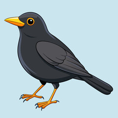 common blackbird  vector