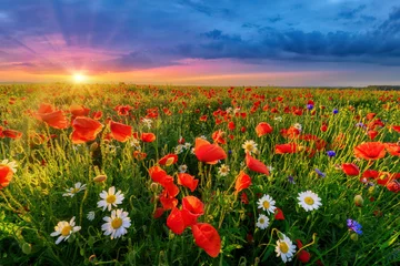 Beautiful summer sunrise over wild flowers meadow