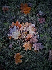 fallen autumn maple leaves in snow and frost