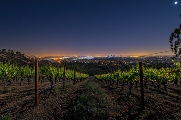 Fototapeta premium Night Vineyard Overlooking City Lights
