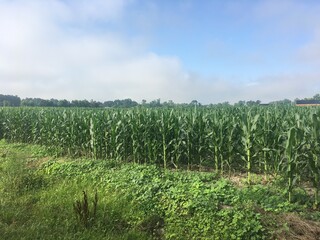 Corn Field