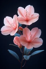 Fotobehang Delicate Pink Azalea Flowers Dark Background © Johanddss