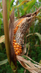 Damaged corn attacked by mice