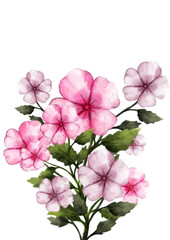 hand drawn watercolor pink flowers on a white background