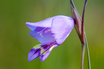 fynbos, garden route, western cape, south africa