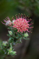 fynbos, garden route, western cape, south africa