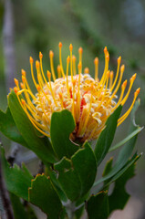 fynbos, garden route, western cape, south africa