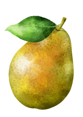 hand drawn watercolor style fresh pear fruit