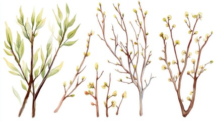 Obraz premium Watercolor painting of various spring twigs with buds and leaves, isolated on white.