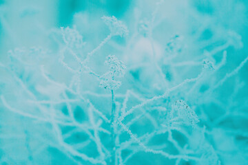 On a cold winter's day, the thin stems of wilted flowers in the field are covered in snow and frost. The background is a winter scene.