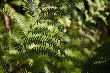 Lush green ferns thriving in natural sunlight during a warm afternoon