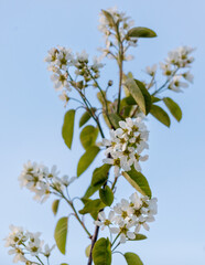 A tree with white flowers is in full bloom