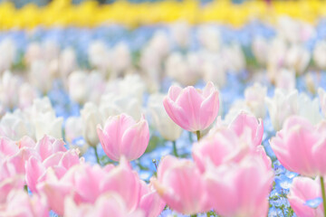 チューリップとネモフィラのパステルカラーの花畑