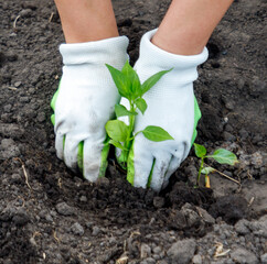 A person is planting a seedling in the dirt