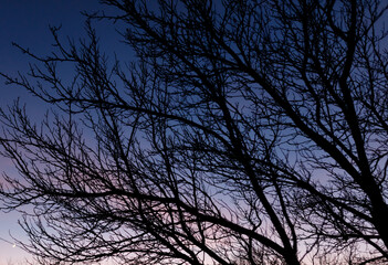 A tree with no leaves is silhouetted against a blue sky