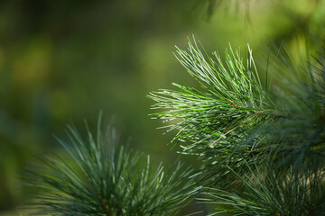 Lush green pine tree branches illuminated by soft sunlight in nature