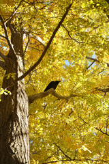 Red and Yellow leaves at Mitsuike Park in Yokohama, Kanagawa, Japan.   