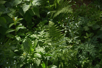 Fototapeta premium Lush greenery showcasing a variety of plants under soft natural light