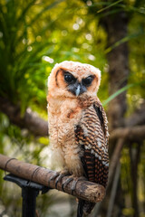 A wild great owl perched in a brown wood. The cuckoo owl has the scientific name Strix leptogrammica. Kukuk beluk. Bird of prey.